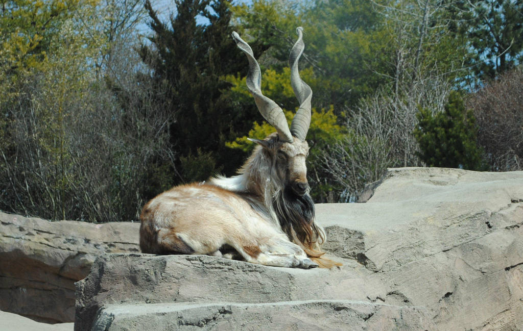 Markhor by moonshine09-stock