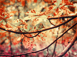 autumn feel by FotoAlice