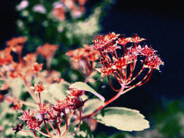 flower it by FotoAlice