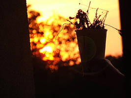 sun touch by FotoAlice