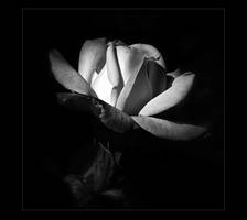 a morning rose by VaggelisFragiadakis