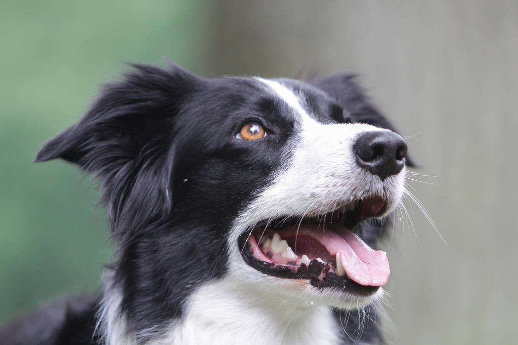 Border Collie Looking Up by LuDa-Stock