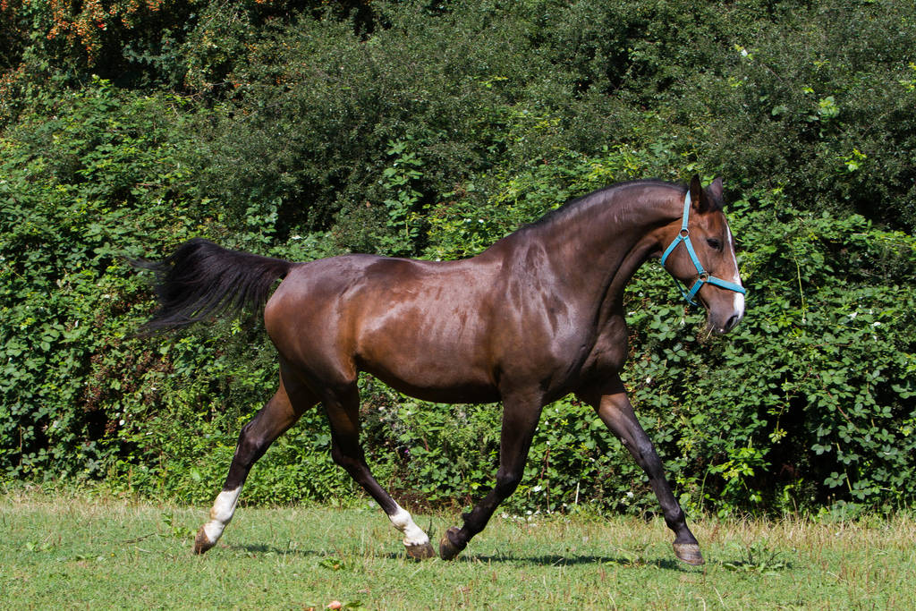 Heavy Warmblood Mare Trotting on Pasture by LuDaStock on DeviantArt