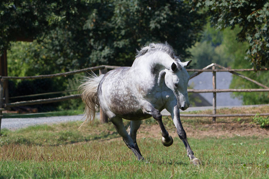 Beautiful Dappled Grey Mare on Paddock 48 by LuDa-Stock