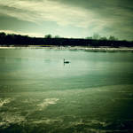 The swan by VexingArt