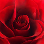Red, Red, Rose. by zsazsa-w