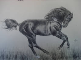  horse drawing in pencil by deedeedee123 on DeviantArt