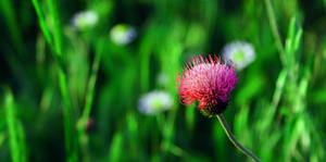 Pink Thorn by Pis7li