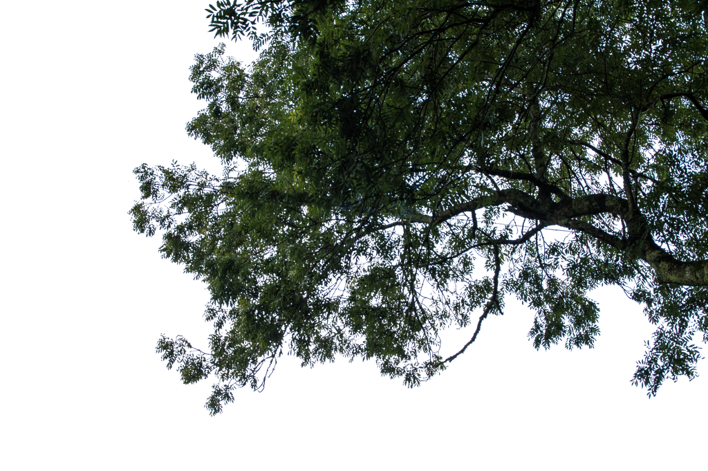 Hanging Branches Stock 01 October 2016.. by AledJonesDigitalArt