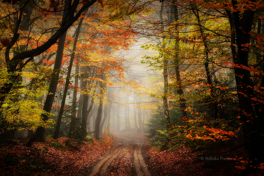 Get Lost by Nelleke