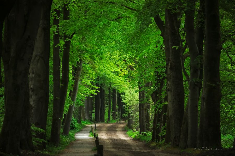 Tunnel by Nelleke Tunnel by Nelleke