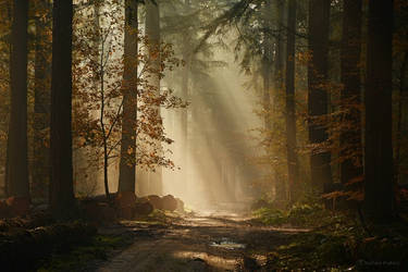 Autumn Sun by Nelleke