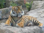 tiger 3 by Shinzo-stock