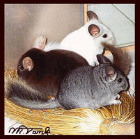 Chinchilla-Meeting on a Broom by Villa-Chinchilla