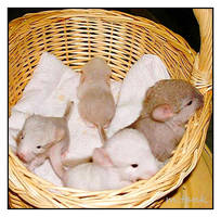 Chinchilla Babyboom by Villa-Chinchilla