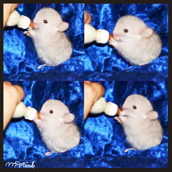 Feed the Baby OyO Chinchilla by Villa-Chinchilla