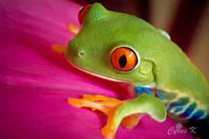 Prince of Frogs by Ckhamak Prince of Frogs by Ckhamak