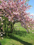 Beneath the Cherry Blossoms by GreenEyezz-stock