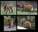Maned Wolf by DolphyDolphiana