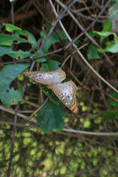 Bug's World by Insanityisthefuture