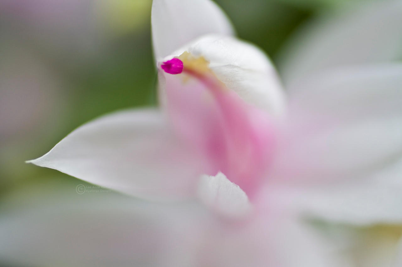 Love's White Embrace by LeeAnneKortus