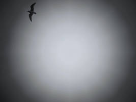 Gull hovering by 99-Revolutions