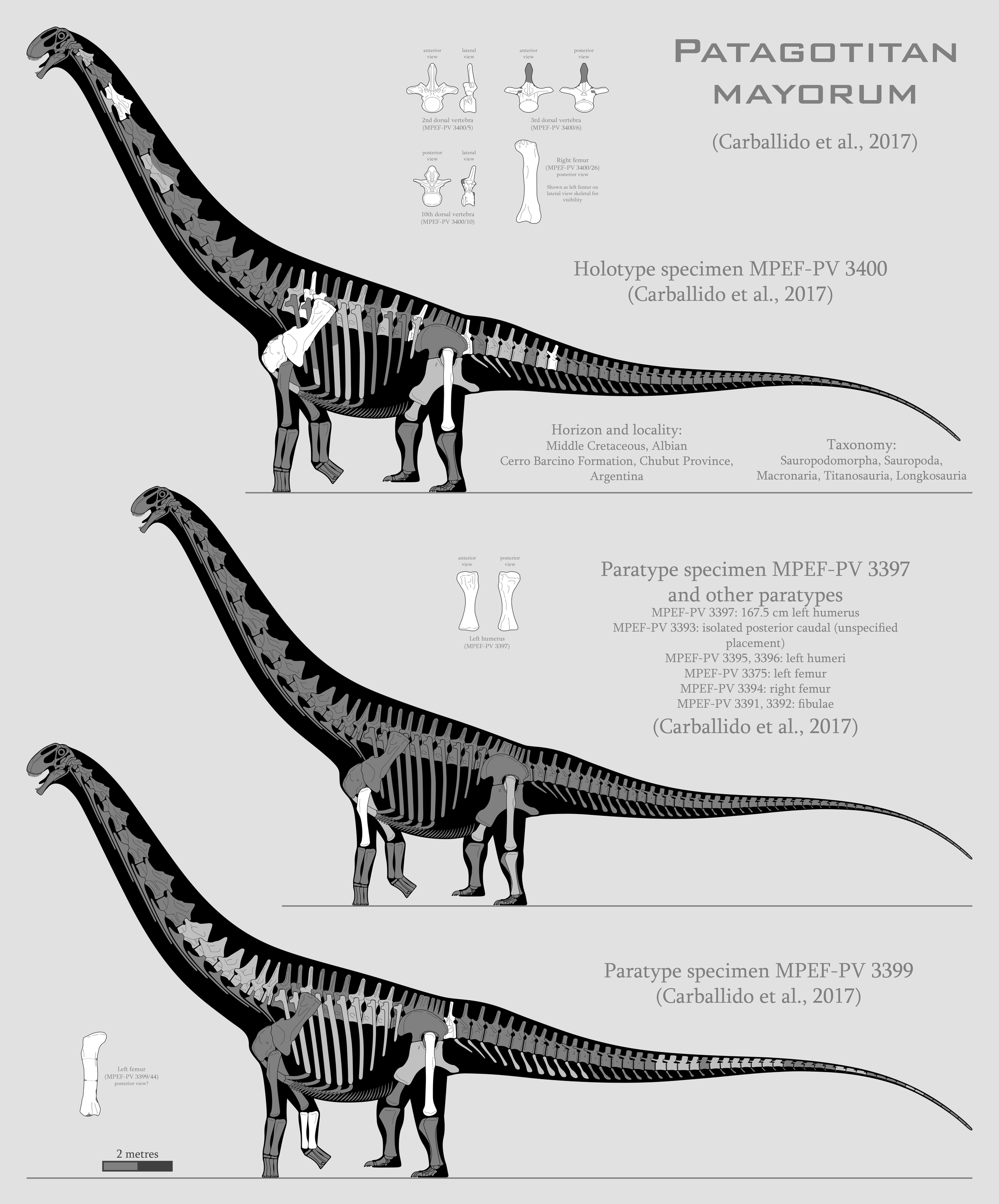 Patagotitan mayorum skeletal reconstructions by SpinoInWonderland