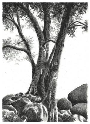 Eucalyptus tree by aakritiarts Eucalyptus tree by aakritiarts