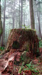 Ecola Forest Stump - Stock by FoxStox