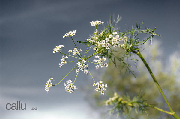 Simple III by Callu