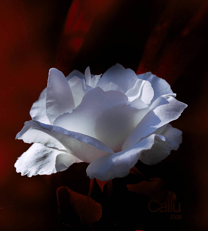 Gentle Touch II by Callu