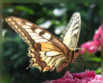 Swallow Tail 2007 by Callu