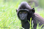 Young macaque portrait by InsaneGelfling