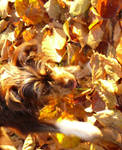 Autunno by eugeal