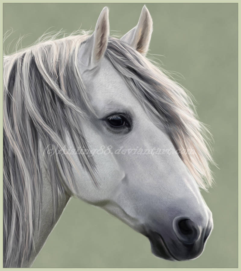 Random Horse Portrait II by Aisling88
