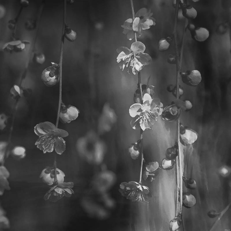 Silent Bicubic (1) by depalpiss