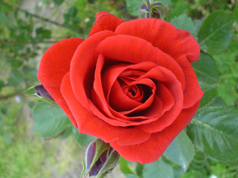 First Rose of Spring by 0zhan