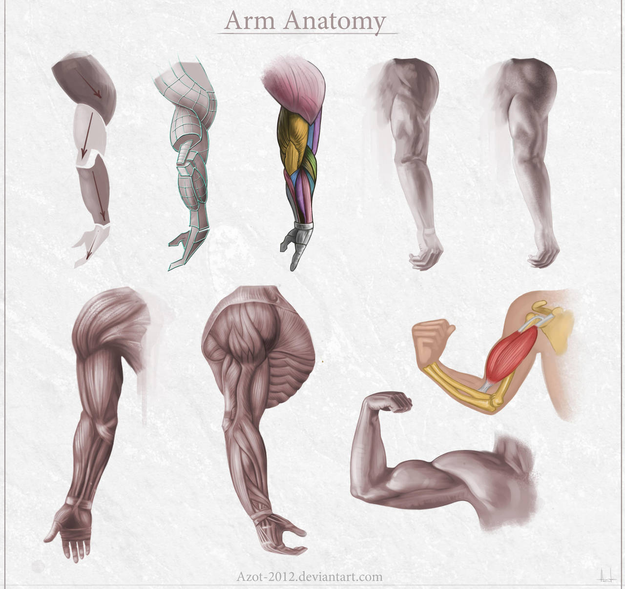 Arm Anatomy by Azot2018 on DeviantArt