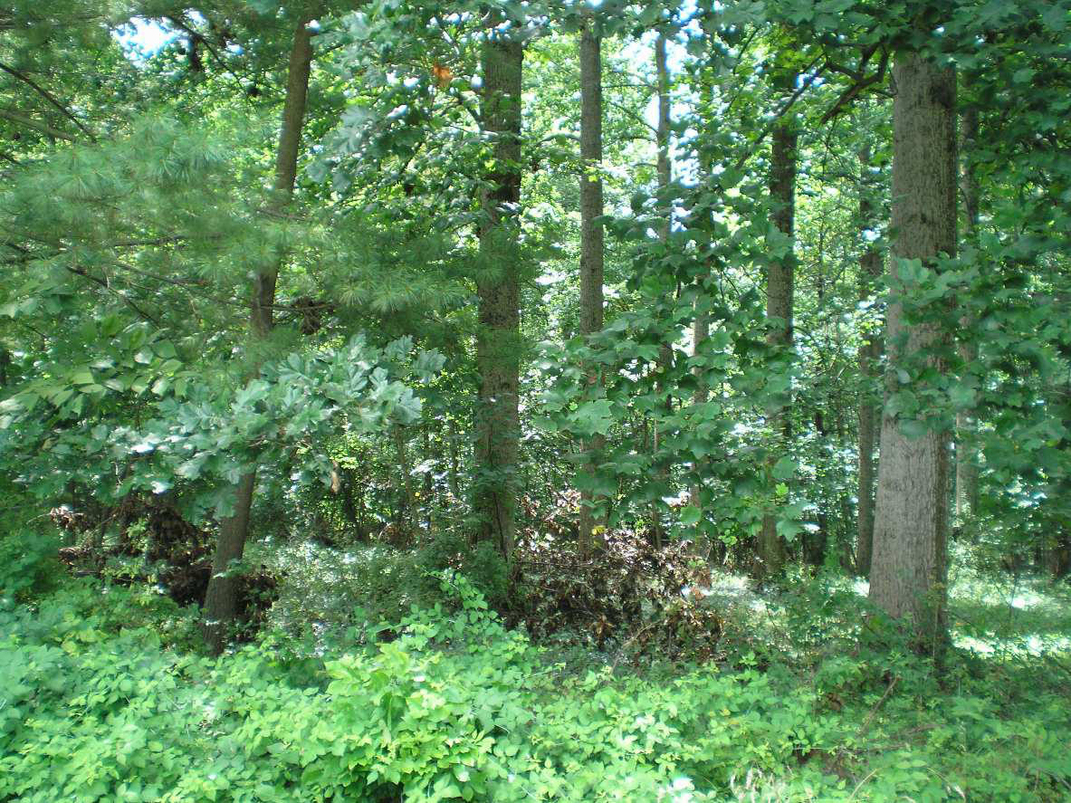 SHWC2006: Driveway Scenery 2 by steward