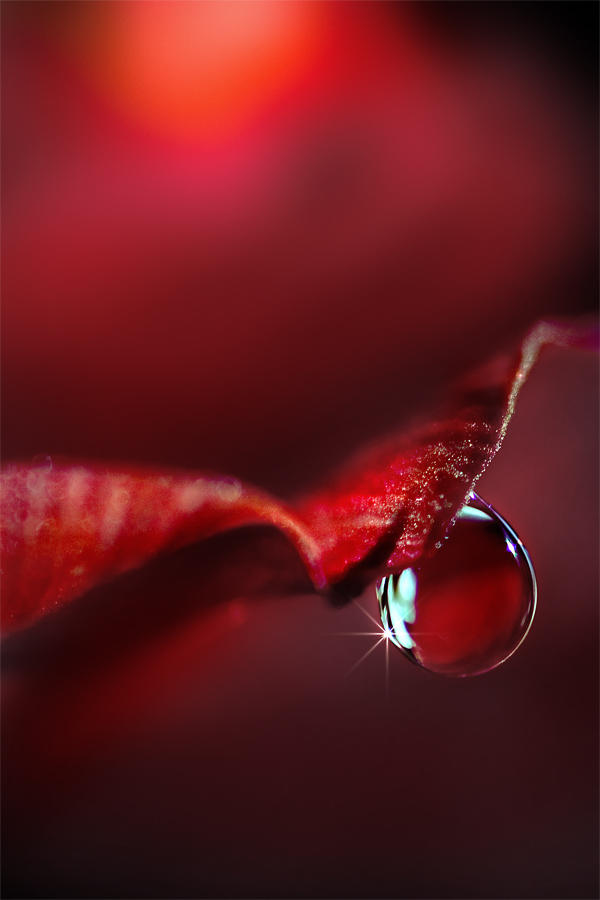 Captured Beauty XXXV by tigaer