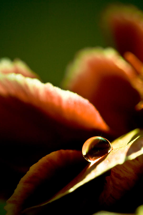 Captured Beauty - Lyvia by tigaer