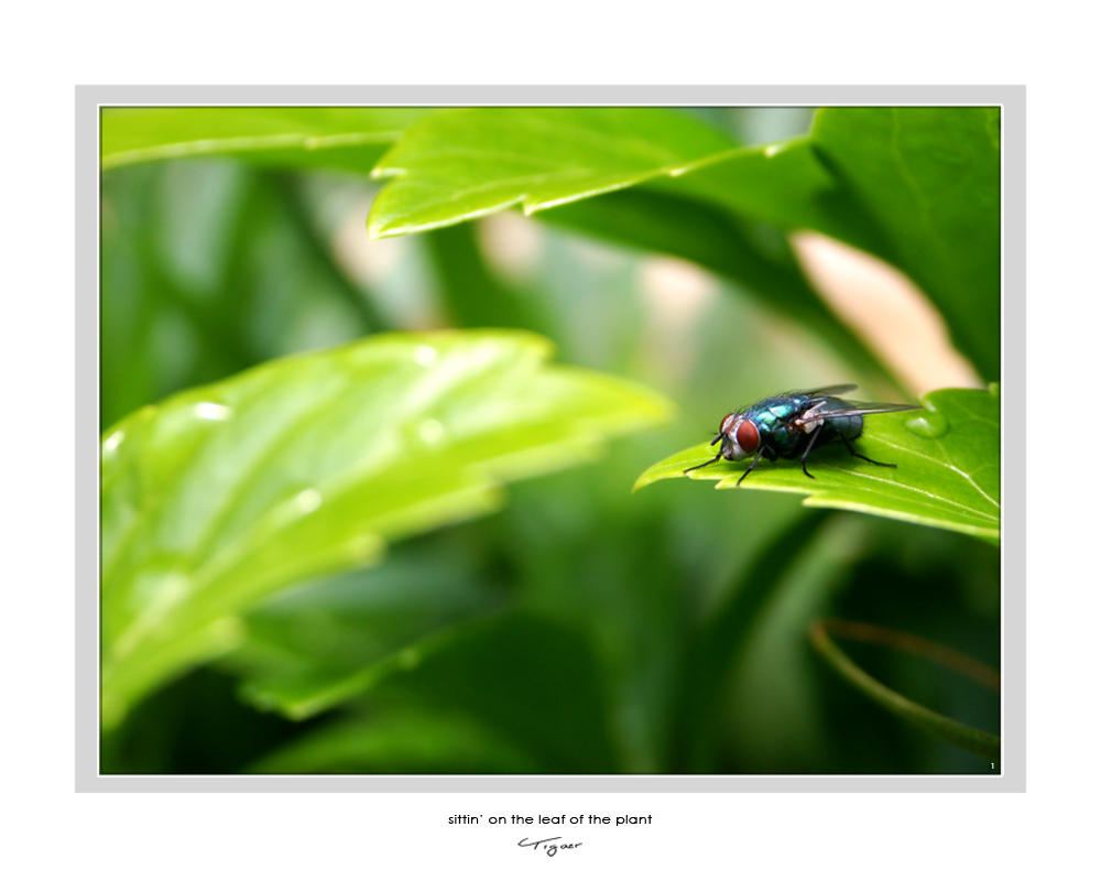 Photo - Sitting... by tigaer