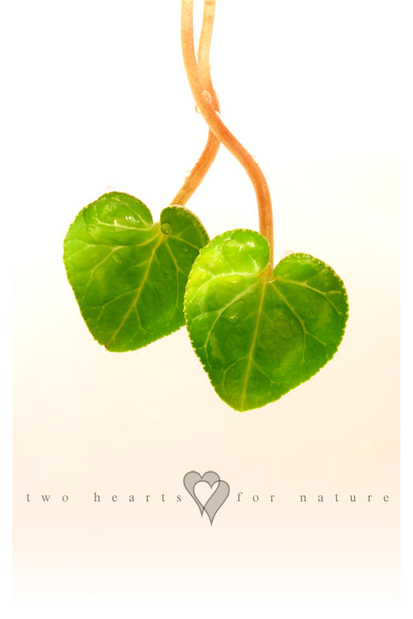 Photo - Hearts For Nature by tigaer