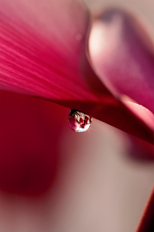 Photo - Captured Beauty by tigaer