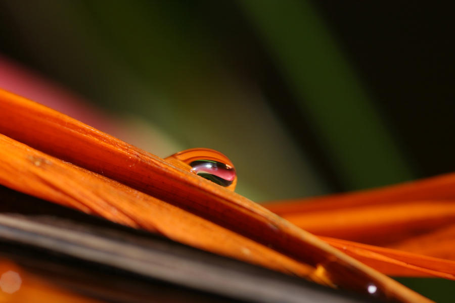 Photo - Captured Beauty VI by tigaer