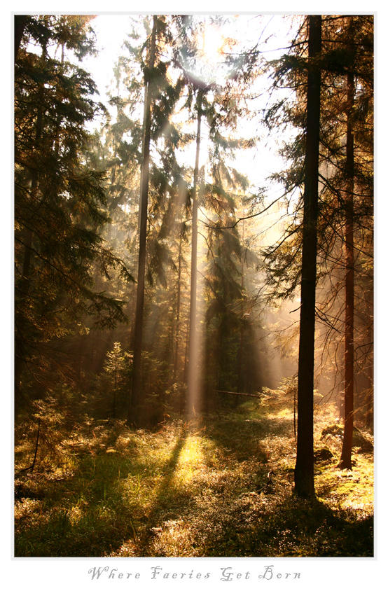 Photo - Where Faeries... by tigaer
