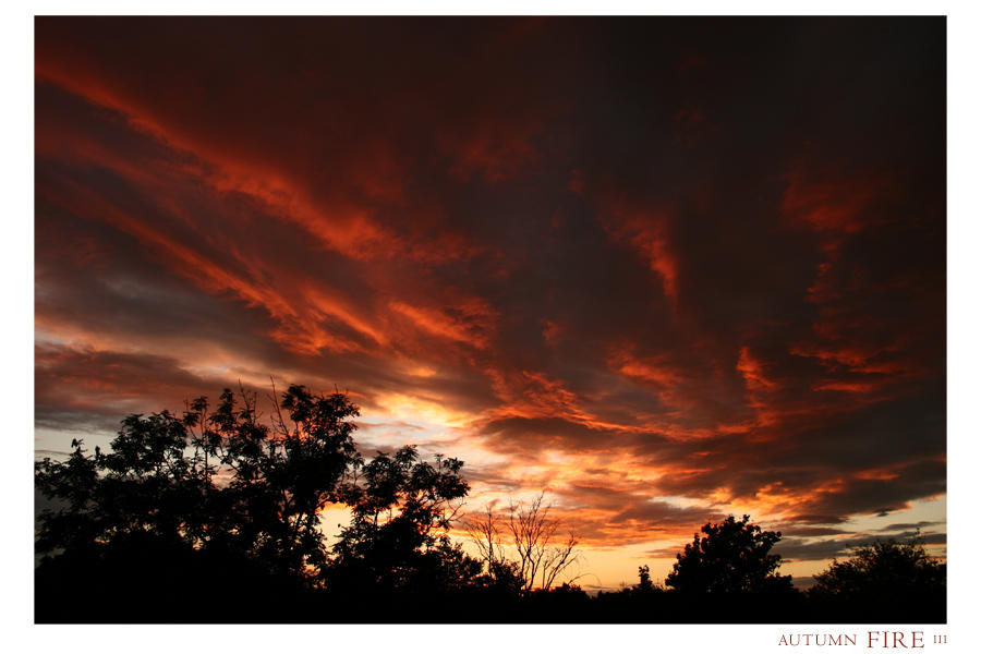 Photo - Autumn Fire III by tigaer