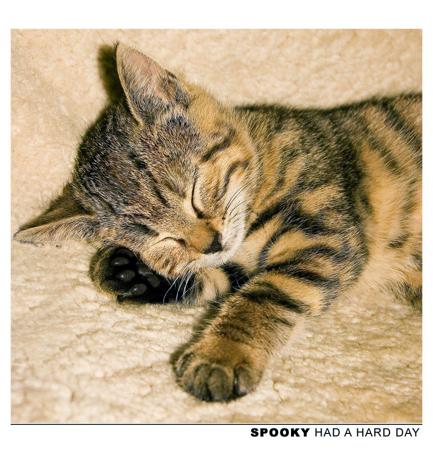 photo - spooky had a hard day by tigaer