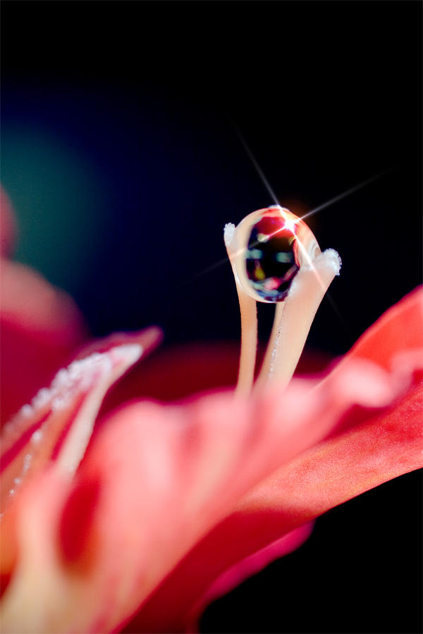 Photo - Captured Beauty XXvIII by tigaer