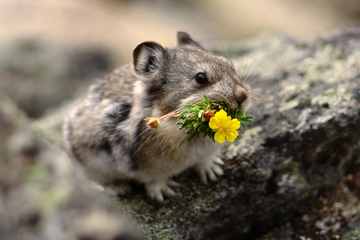 Pika Potentilla by HerrHaller Pika Potentilla by HerrHaller